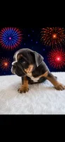 Tank, a male English Bulldog for sale in Houston, TX – 2 of 3