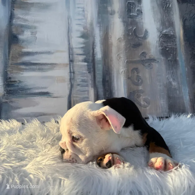 Bela – English Bulldog puppy for sale in Houston, TX
