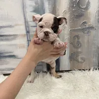 Daisy, a female English Bulldog for sale in Houston, TX – 5 of 5