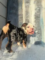Cookies N Cream, a male English Bulldog for sale in Houston, TX – 4 of 4