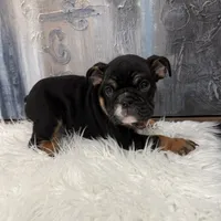 Max 🐾, a male English Bulldog for sale in Houston, TX – 2 of 3