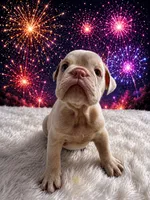 Luna, a female English Bulldog for sale in Houston, TX – 3 of 4