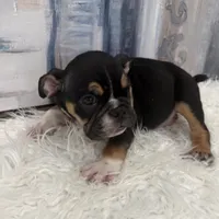 Axel 🐶🐾, a male English Bulldog for sale in Houston, TX – 6 of 7