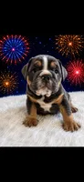 Tank, a male English Bulldog for sale in Houston, TX – 3 of 3