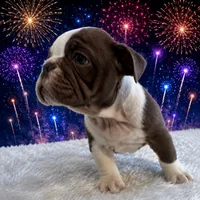 Hershey, a male English Bulldog for sale in Houston, TX – 2 of 3