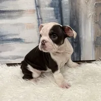 Daisy, a female English Bulldog for sale in Houston, TX – 2 of 5