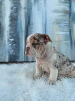 Chip, a male English Bulldog for sale in Houston, TX – 4 of 4