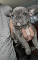 Pip, a female French Bulldog for sale in Philadelphia, PA – Photo 3 of 4