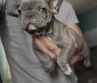 Pip, a female French Bulldog for sale in Philadelphia, PA – Photo 2 of 4