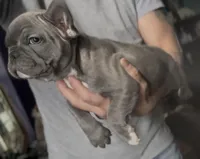 Pip, a female French Bulldog for sale in Philadelphia, PA – Photo 4 of 4