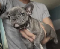 Pip, a female French Bulldog for sale in Philadelphia, PA – Photo 1 of 4