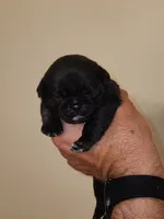 Black Diamond Male, a male Pug for sale in Zebulon, NC – 3 of 9