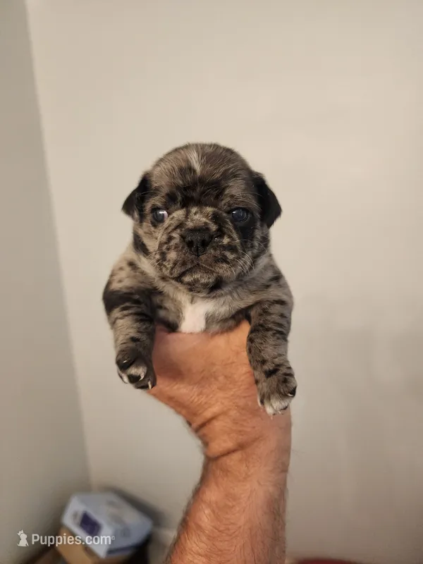 Spotted Female Blue Eyes – Pug puppy for sale in Zebulon, NC
