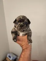 Spotted Female Blue Eyes, a female Pug for sale in Zebulon, NC – 1 of 6