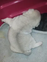 Platinum Girl, a female Pug for sale in Zebulon, NC – 5 of 6