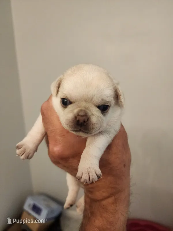 Platinum Girl – Pug puppy for sale in Zebulon, NC
