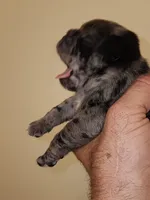 Spotted Female Blue Eyes, a female Pug for sale in Zebulon, NC – 5 of 6