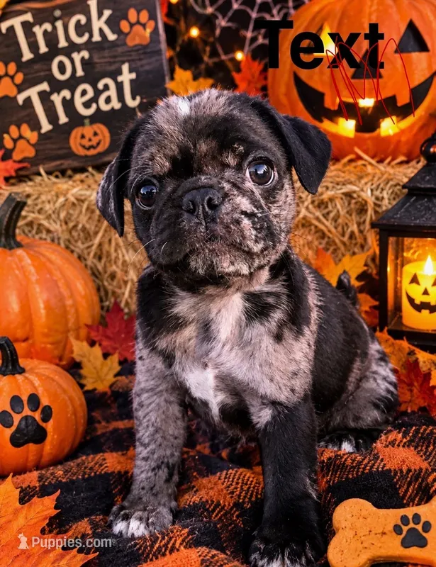 (Junior) Spotted Male – Pug puppy for sale in Zebulon, NC