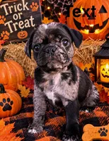 (Junior) Spotted Male, a male Pug for sale in Zebulon, NC – 2 of 10