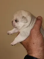 Platinum Girl, a female Pug for sale in Zebulon, NC – 4 of 6