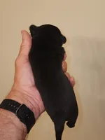 Brindle Female, a female Pug for sale in Zebulon, NC – 8 of 8