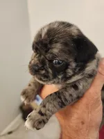 Spotted Female Blue Eyes, a female Pug for sale in Zebulon, NC – 2 of 6
