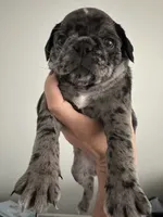 Spotted Female, a female Pug for sale in Zebulon, NC – 1 of 9