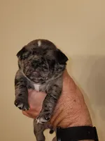 Spotted Female Blue Eyes, a female Pug for sale in Zebulon, NC – 3 of 6