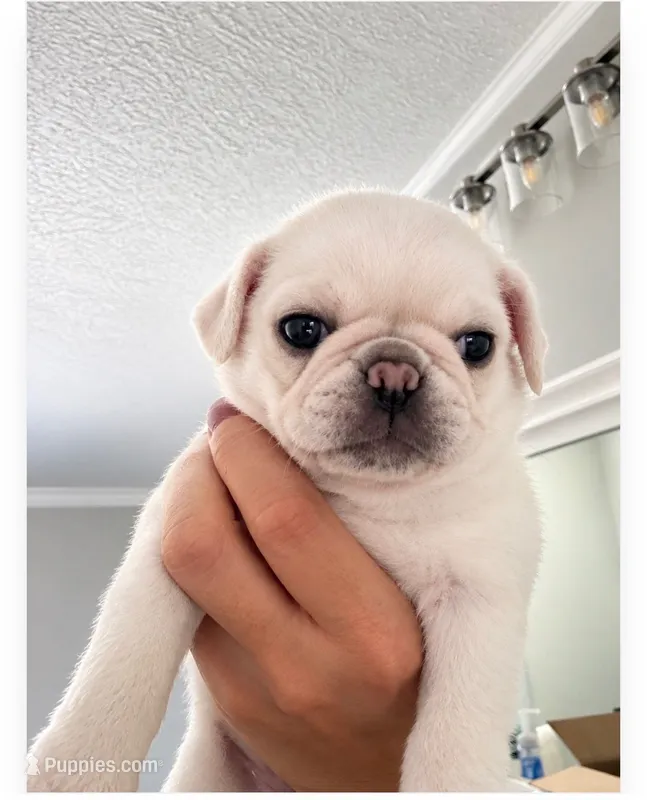 Platinum Girl – Pug puppy for sale in Zebulon, NC
