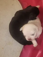 Black Diamond Male, a male Pug for sale in Zebulon, NC – 7 of 9