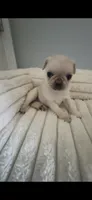 White Silver Fawn Girl, a female Pug for sale in Zebulon, NC – 6 of 8