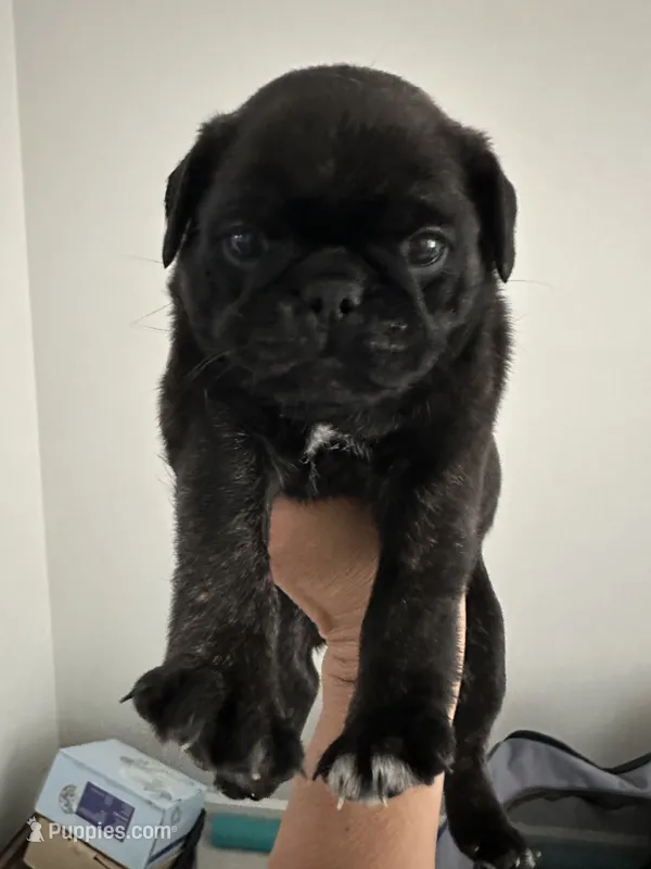 Brindle Female – Pug puppy for sale in Zebulon, NC
