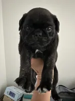 (Rare) Brindle Female, a female Pug for sale in Zebulon, NC – 1 of 9