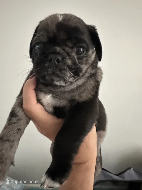 (Junior) Spotted Male – Pug puppy for sale in Zebulon, NC
