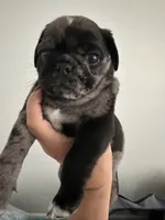 (Junior) Spotted Male, a male Pug for sale in Zebulon, NC – 3 of 10