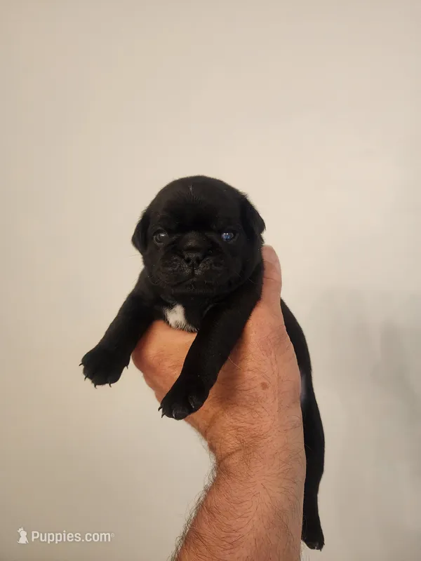 Black Diamond Male – Pug puppy for sale in Zebulon, NC