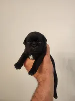 Black Diamond Male, a male Pug for sale in Zebulon, NC – 2 of 9