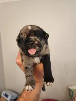 (Junior) Spotted Male, a male Pug for sale in Zebulon, NC – 2 of 8