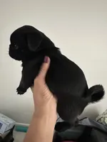 Milo, a male Pug for sale in Zebulon, NC – 4 of 9