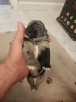 (Junior) Spotted Male, a male Pug for sale in Zebulon, NC – 6 of 8