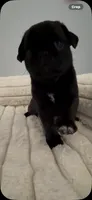 Milo, a male Pug for sale in Zebulon, NC – 7 of 9