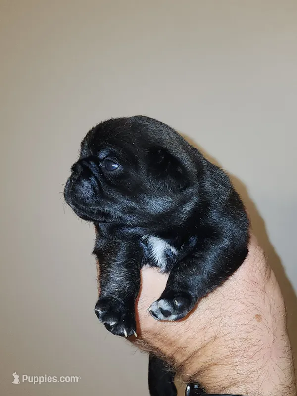 Black Diamond Male – Pug puppy for sale in Zebulon, NC