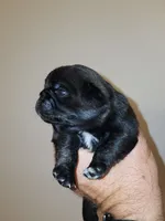 Black Diamond Male, a male Pug for sale in Zebulon, NC – 4 of 9