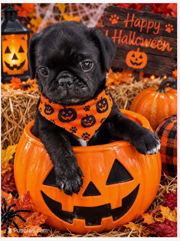 (Rare) Brindle Female – Pug puppy for sale in Zebulon, NC