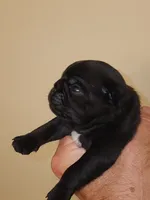 Brindle Female, a female Pug for sale in Zebulon, NC – 7 of 8