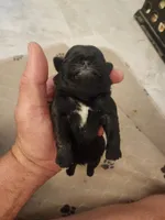 Black Diamond Male, a male Pug for sale in Zebulon, NC – 8 of 9