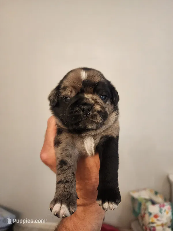 (Junior) Spotted Male – Pug puppy for sale in Zebulon, NC