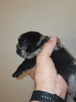(Junior) Spotted Male, a male Pug for sale in Zebulon, NC – 3 of 8