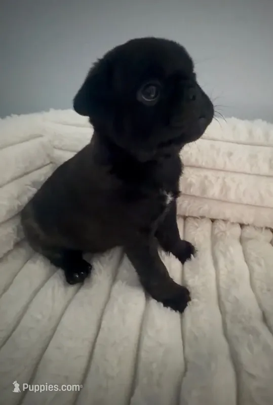 Black Diamond Male – Pug puppy for sale in Zebulon, NC