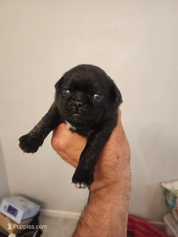Black Diamond Male – Pug puppy for sale in Zebulon, NC